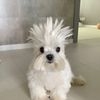 toefartpoo