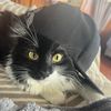 cylizzlecat