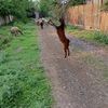 fariz_mamedov
