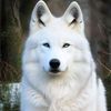 nub_wolf