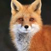 crimsonfox03