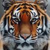 high_tiger7