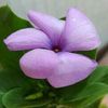 ahlam70881