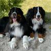 bernese.mtn.dogs