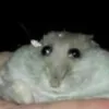 simpelirus