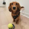 otto.theminidoxie