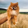 pukythepomeranian