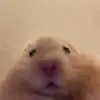 jhamster