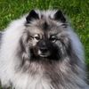 eeveekeeshond