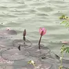 hong_giang1998
