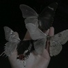 dead_butterflllis