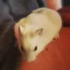 lilhamsterlucky