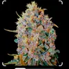 bigbuds24