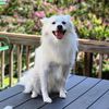 cocotheamericaneskimo