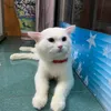 linh_lam2627