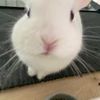 bunnyfluff77
