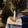 kwnjull