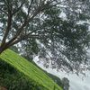 nyamwase9