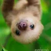 _faultier_44