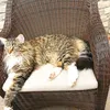 animalslover
