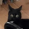 cxclvm