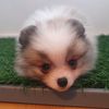 isithepom