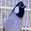 بستان الملوك بلابل چم الدكتور