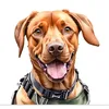 brody_thefoxredlab