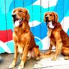 murphyanddraketok