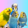 The Birdie🐦Squad🐤