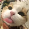 hikaemematcharate