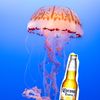 jellyfishbeer