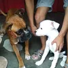 tina_boxer