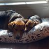 beaubasilthebestbeagles