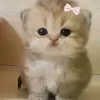 farah.alabidi7