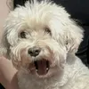 123456789occhien