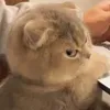 🥵Bao giờ có NY thì đổi tên🤡