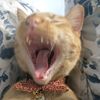 yinyangcats