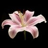 pinkintheniightt