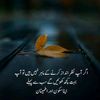 chodaryshamil5555