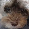 miimiippuppi