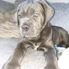 bruce__thecorso