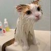 charlottesniffy