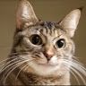 sgtwhiskerskitten