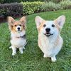 Finley & Mochi the Corgis