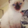 fationee1