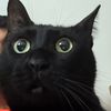 nuggythearabiancat