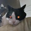releasejacko
