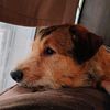 dogboy910