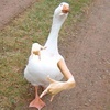 quackinggoose69